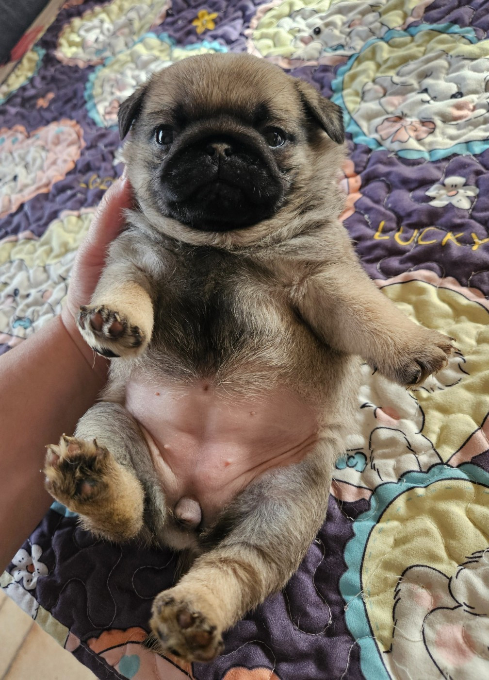 Des Faces Masquées - Chiots disponibles - Carlin