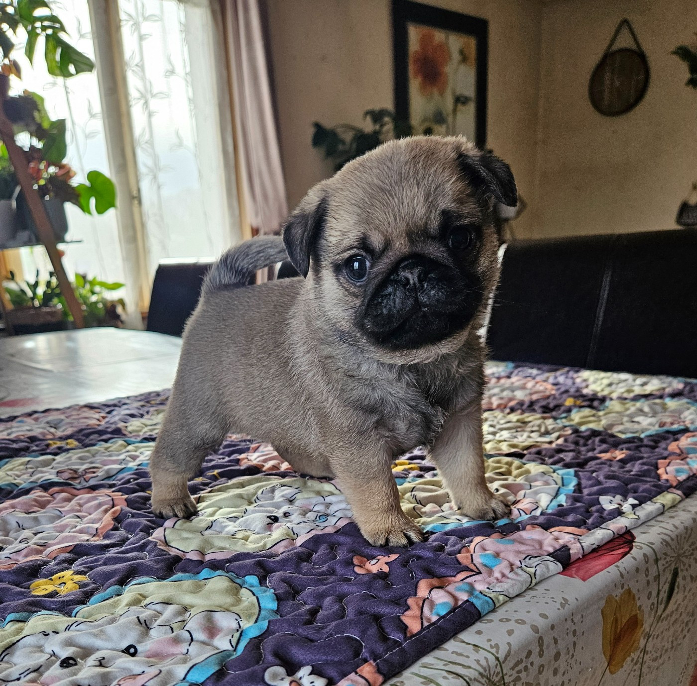 Des Faces Masquées - Chiots disponibles - Carlin