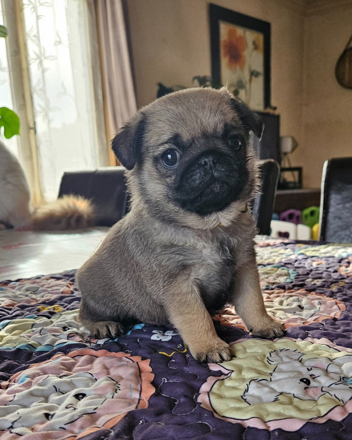 Des Faces Masquées - Chiots disponibles - Carlin