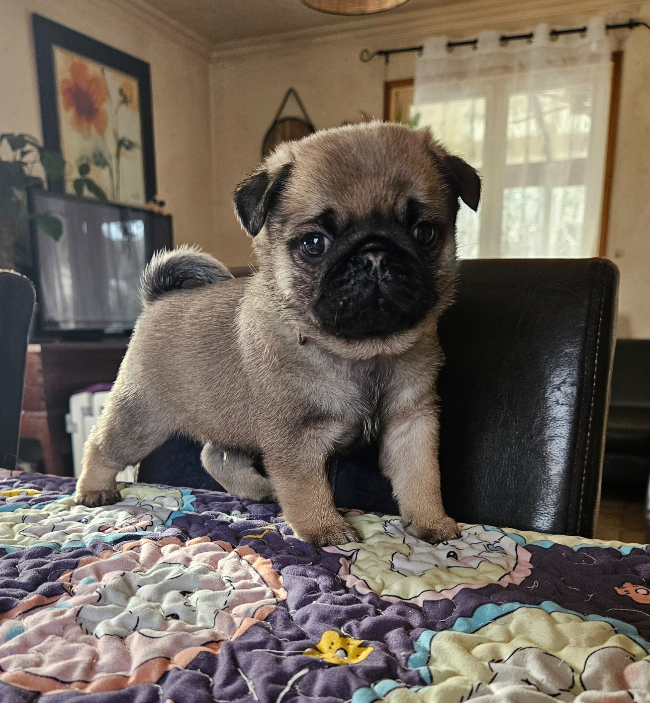 Des Faces Masquées - Chiots disponibles - Carlin