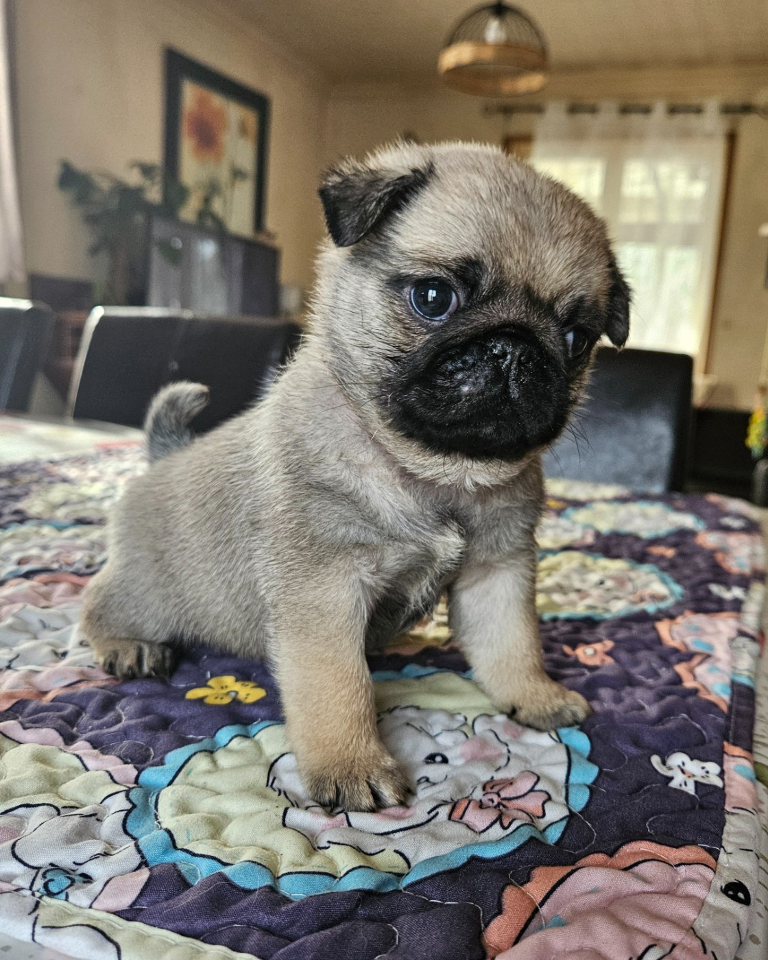 Des Faces Masquées - Chiots disponibles - Carlin