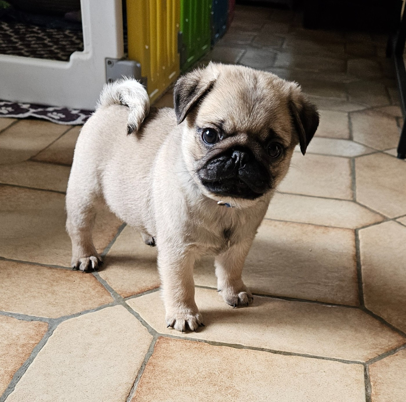 Des Faces Masquées - Chiots disponibles - Carlin