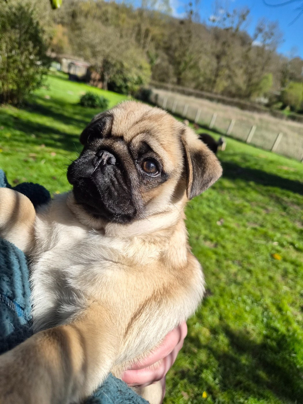 Des Faces Masquées - Chiots disponibles - Carlin