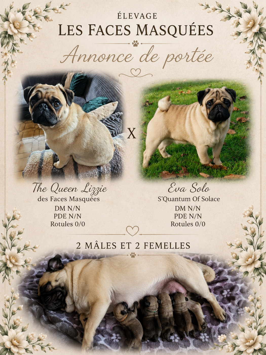 Chiot Carlin Des Faces Masquées