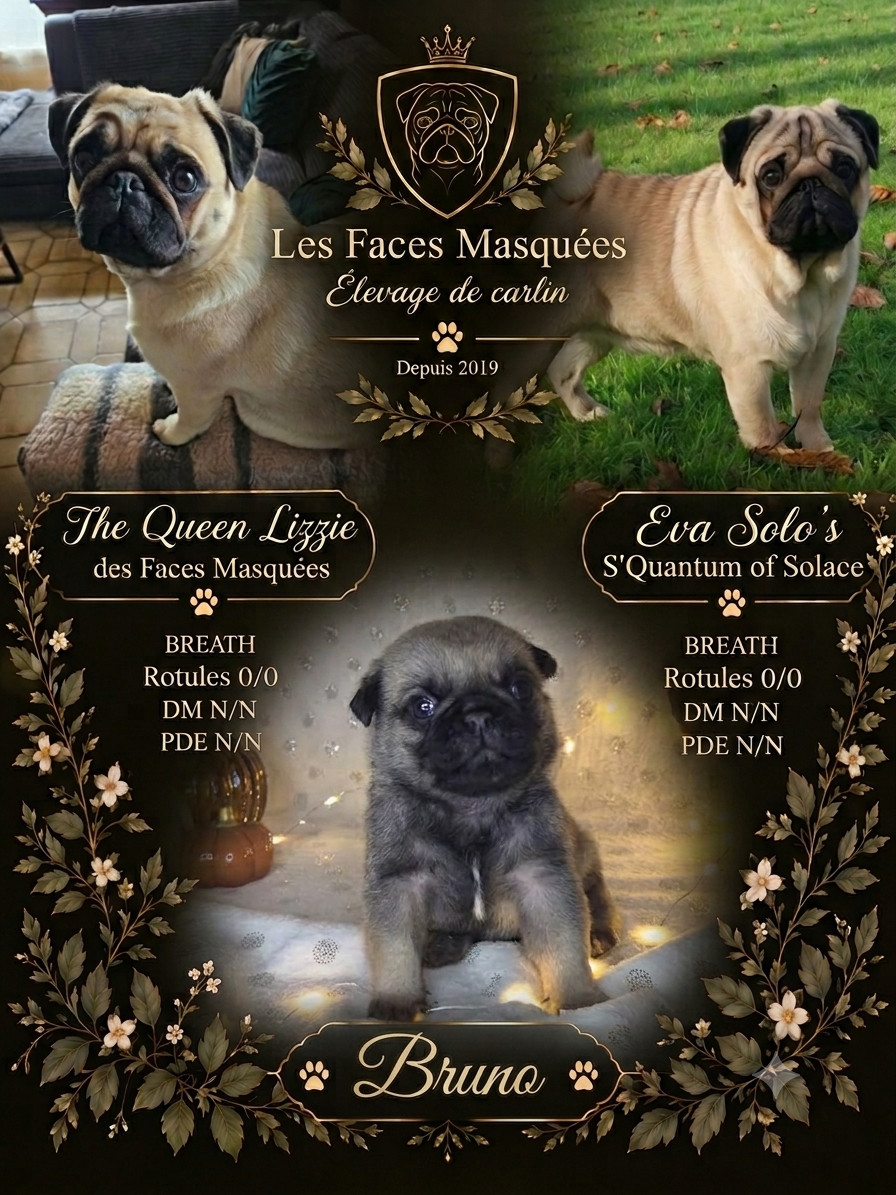 Des Faces Masquées - Chiots disponibles - Carlin