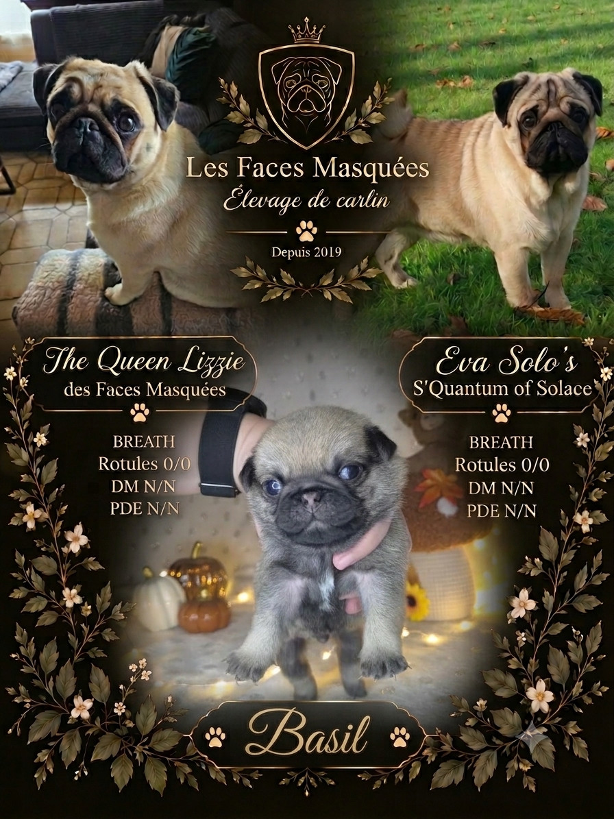 Des Faces Masquées - Chiots disponibles - Carlin