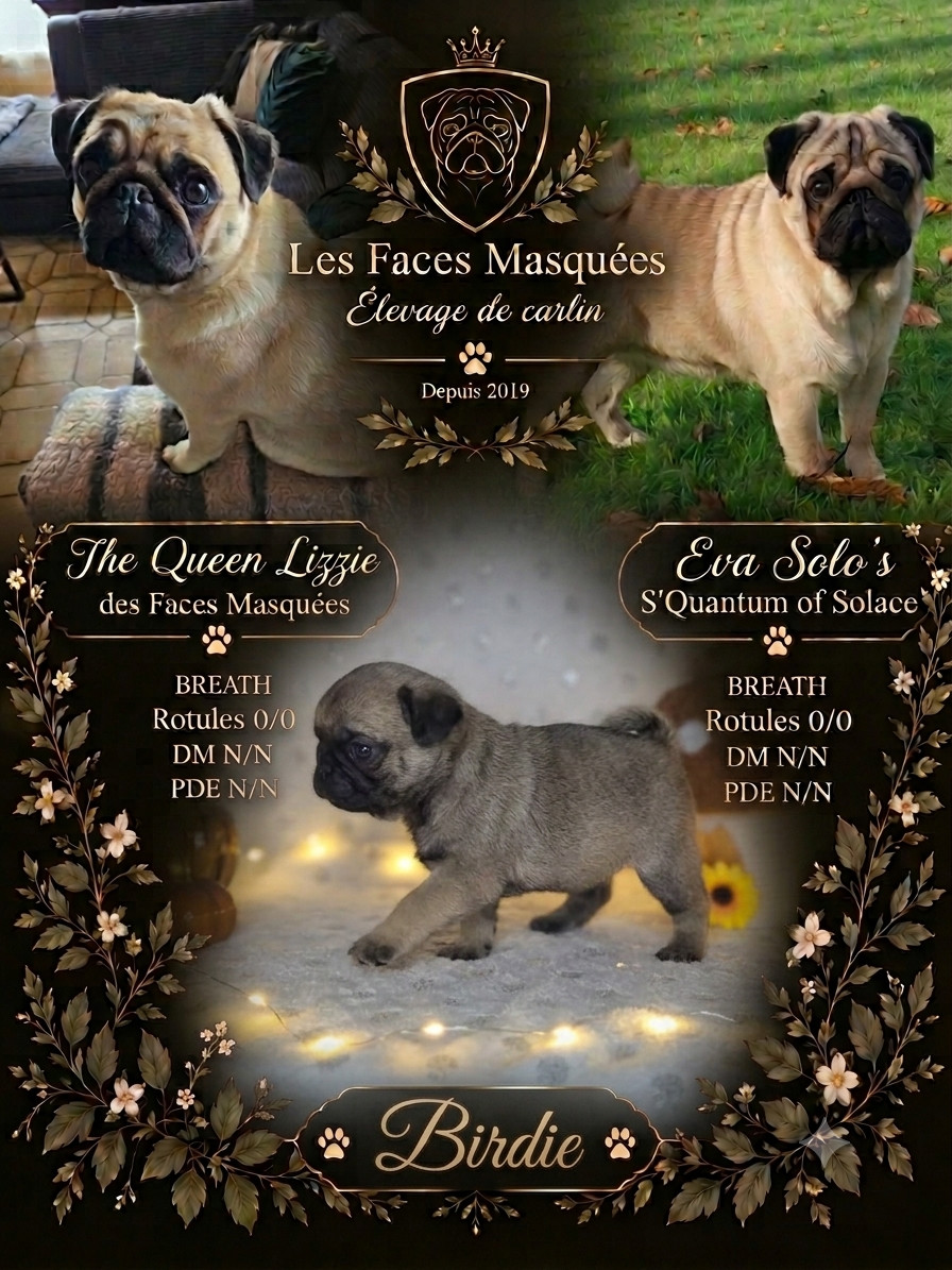 Des Faces Masquées - Chiots disponibles - Carlin