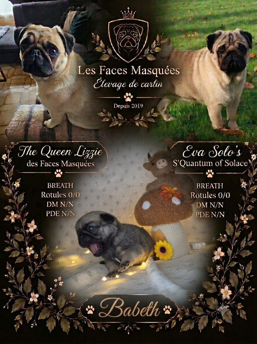 Des Faces Masquées - Chiots disponibles - Carlin