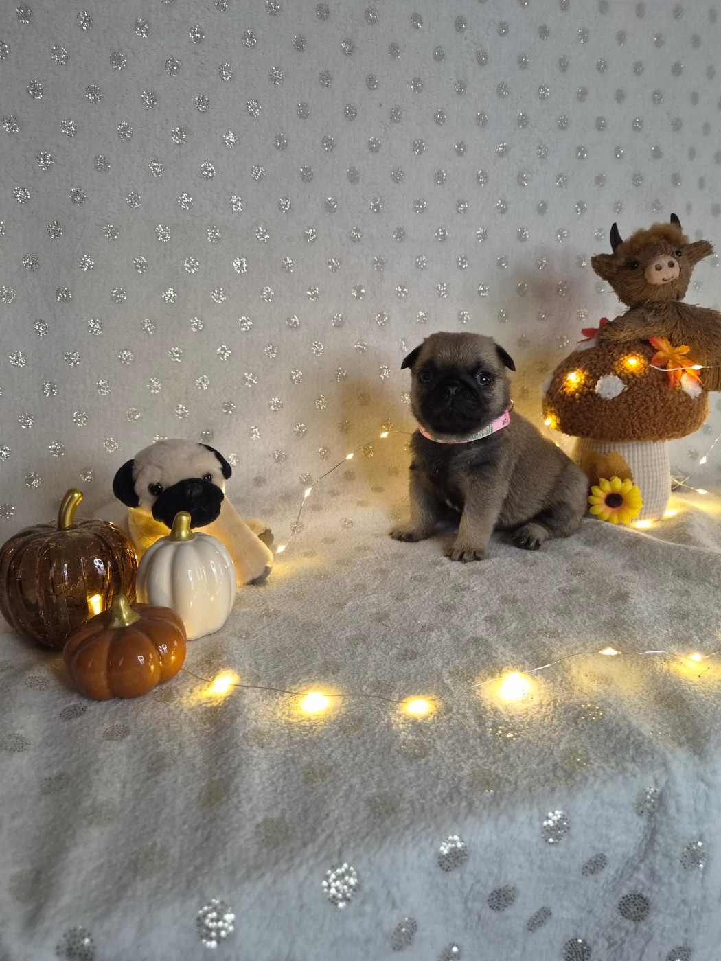 Des Faces Masquées - Chiots disponibles - Carlin
