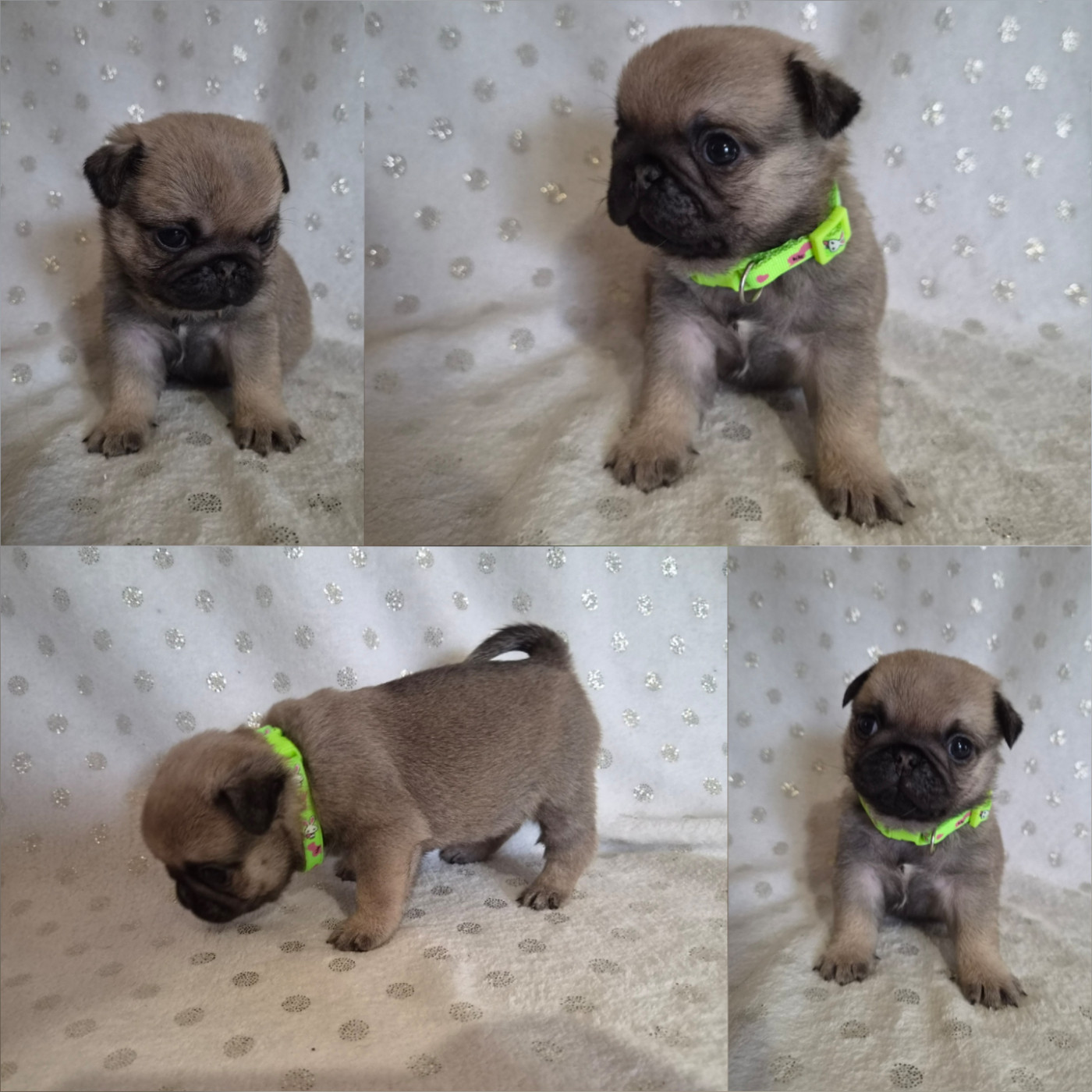 Des Faces Masquées - Chiots disponibles - Carlin