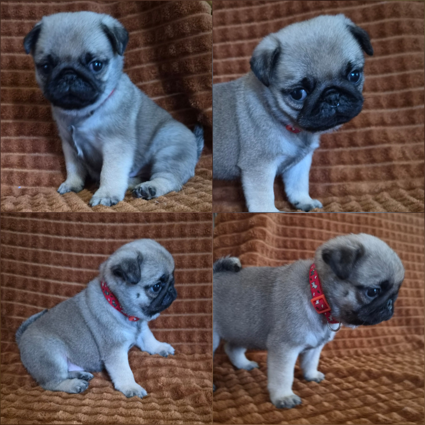Des Faces Masquées - Chiots disponibles - Carlin