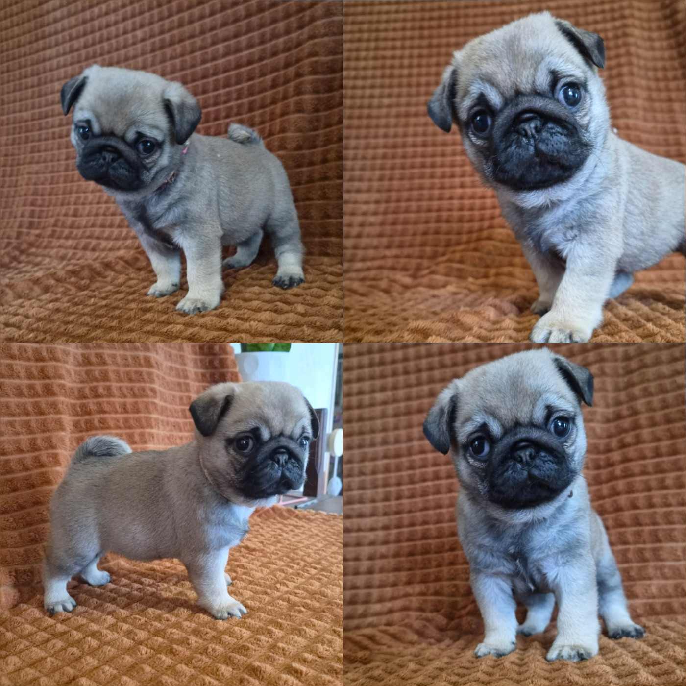 Des Faces Masquées - Chiots disponibles - Carlin
