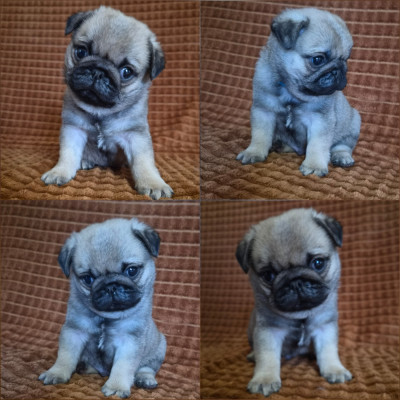 Bruno