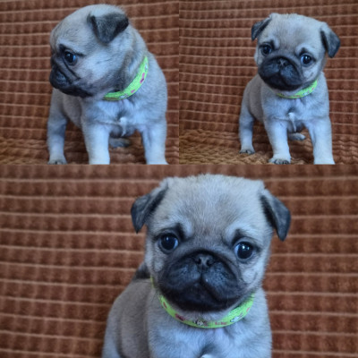 Basil
